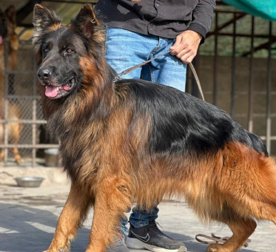 Charlie vom Kashmir Hills