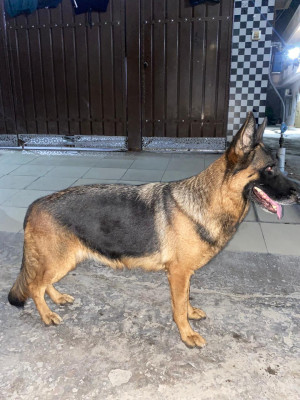 Coffee vom Lyallpur Zwinger