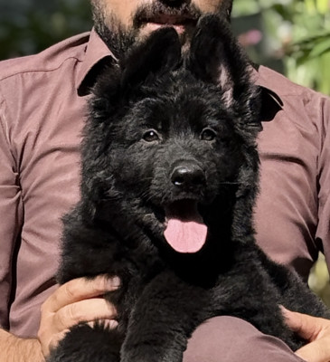 Dash Vom Noire Paws Kennel