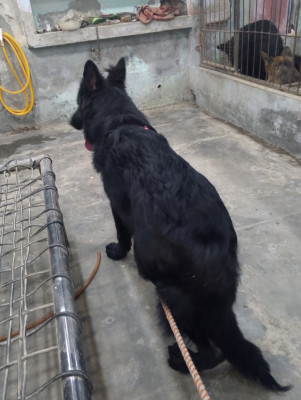 Jojo vom Chakwalian Black Shepherds