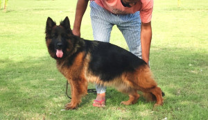 Katrina vom Sadanwali