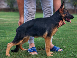 Yolo vom Team Friends